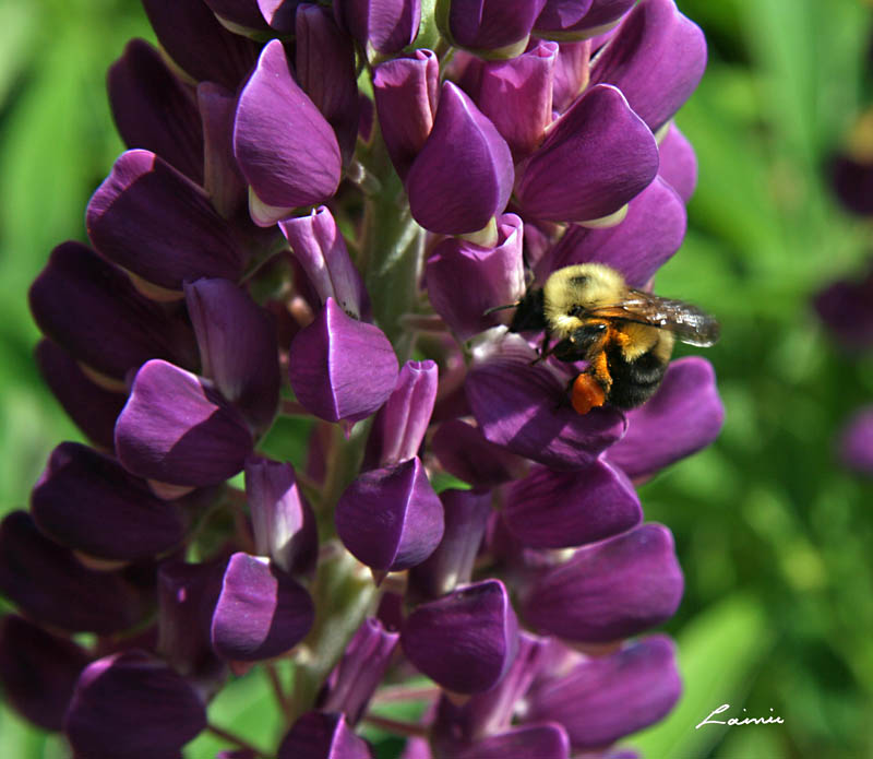 bee with pollen on legs