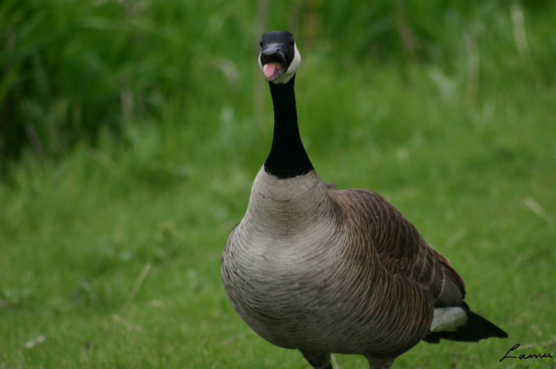 hissing goose  - birds