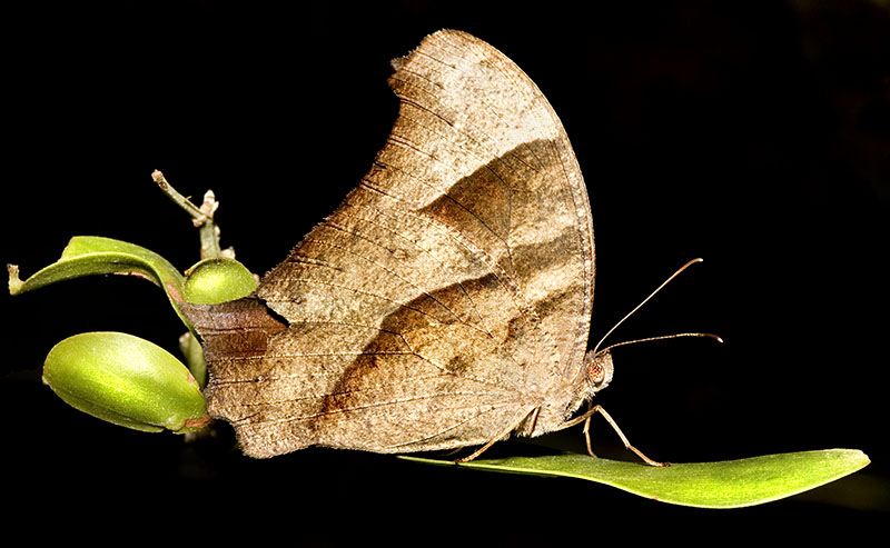 Evening brown - at night