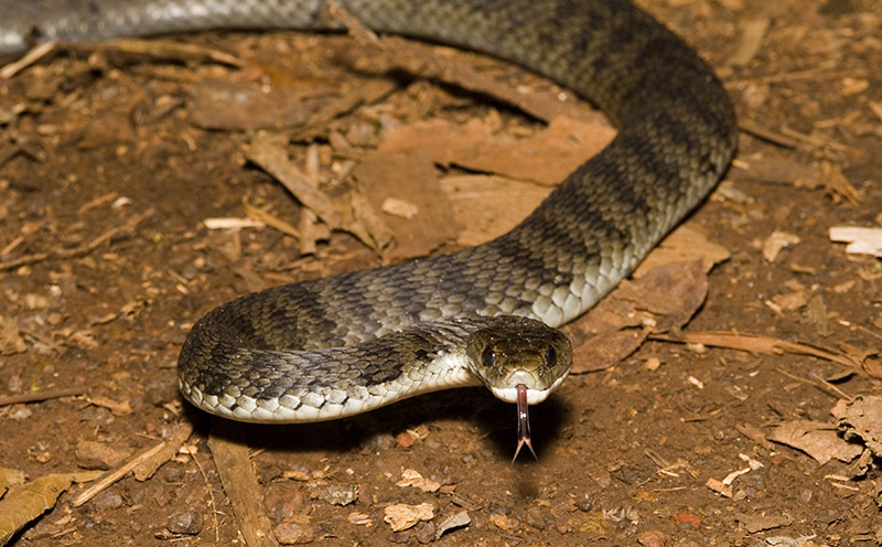 Rough-scaled Snake Tropidechis carinatus