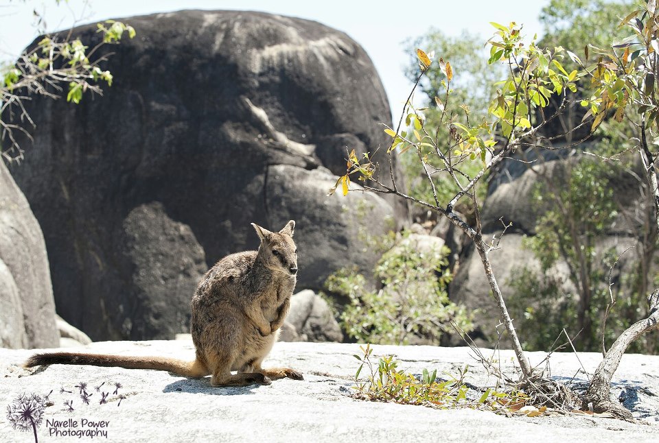 Mareeba Rock Wallaby