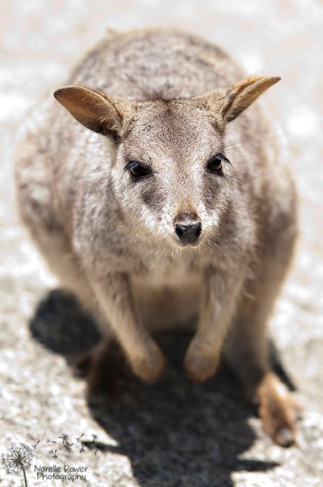 Mareeba Rock Wallaby