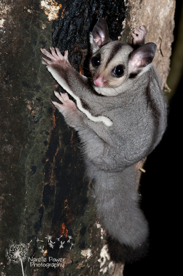Sugar Glider