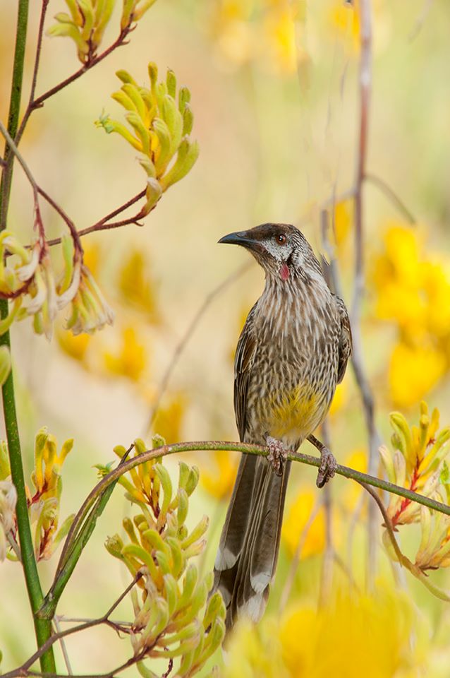 Red wattlebird