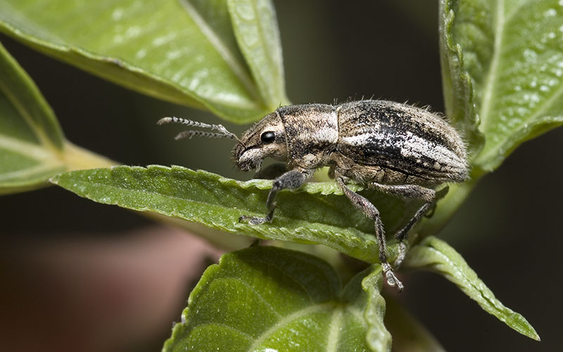 Weevil 4