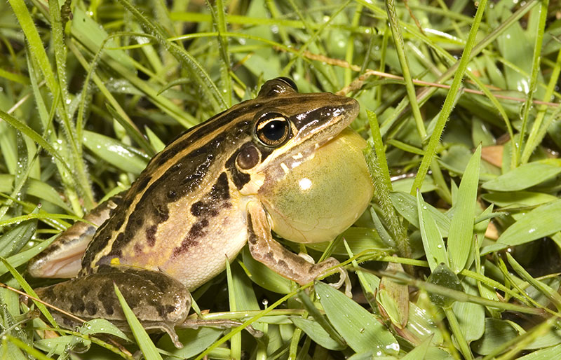 Litoria nasuta - Striped rocket frog