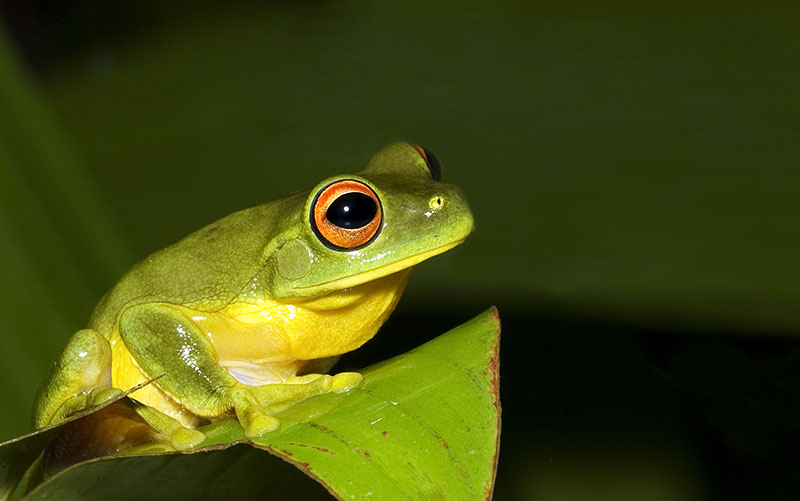 Southern orange eyed tree frog