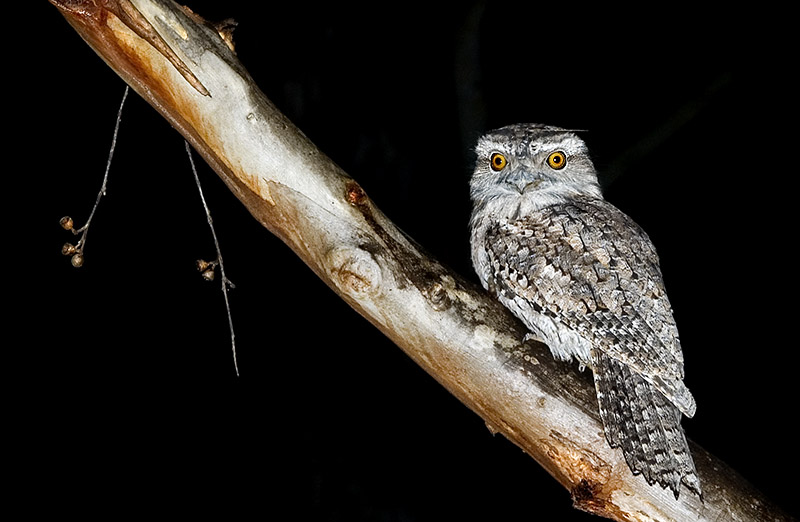 Tawny frogmouth