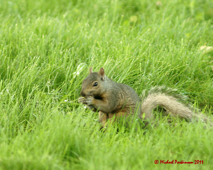 Grey Squirrel 06206 copy.jpg