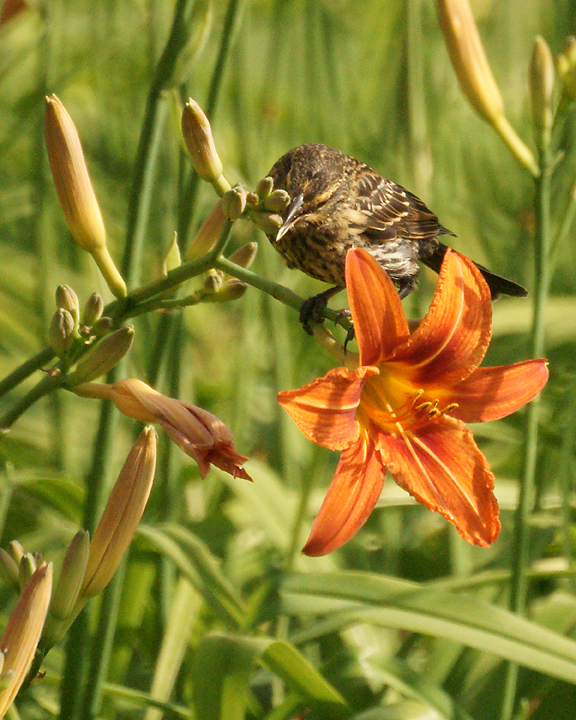 Red-winged Blackbird 07115.JPG