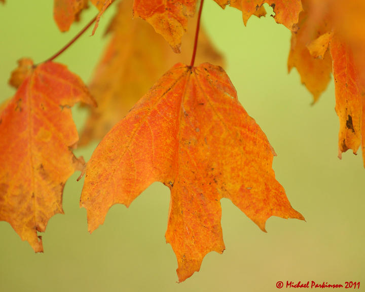 Leaf Peeping 05195 copy.jpg