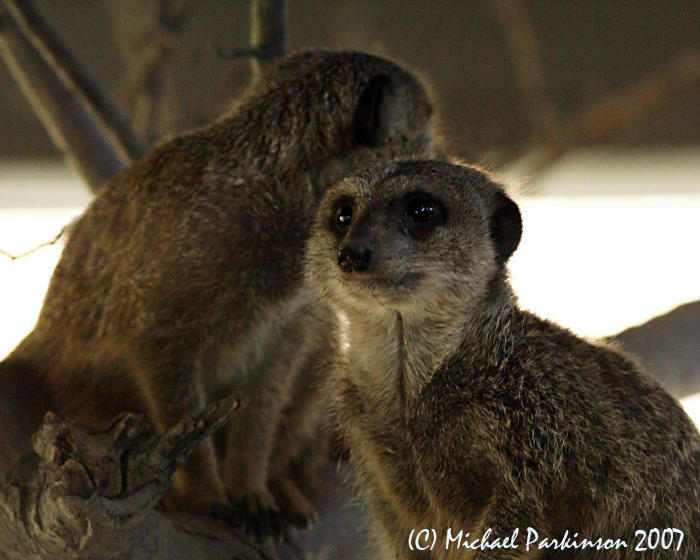 Zoo 09749.JPG