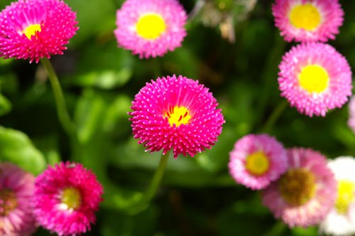 TOOWOOMBA DAISYS