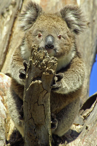 KOALA