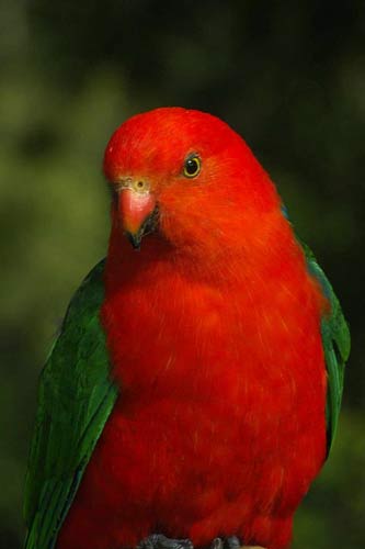 PARROT