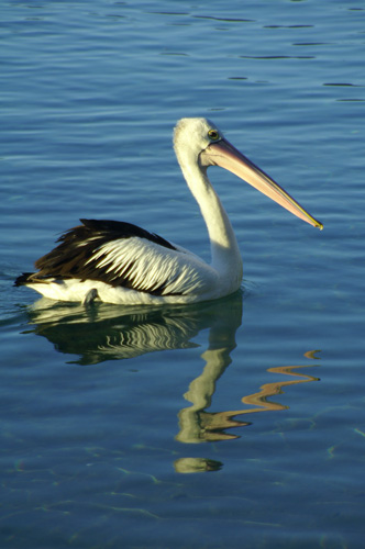 PELICAN