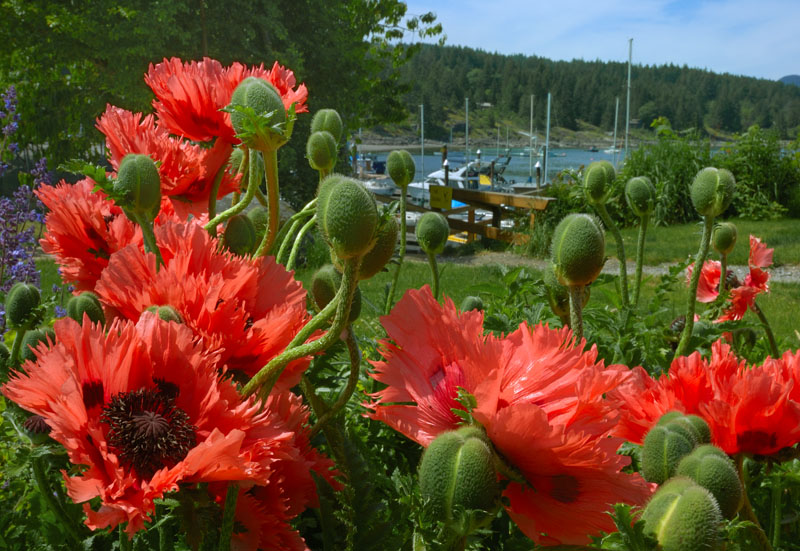 Heriot Bay Inn