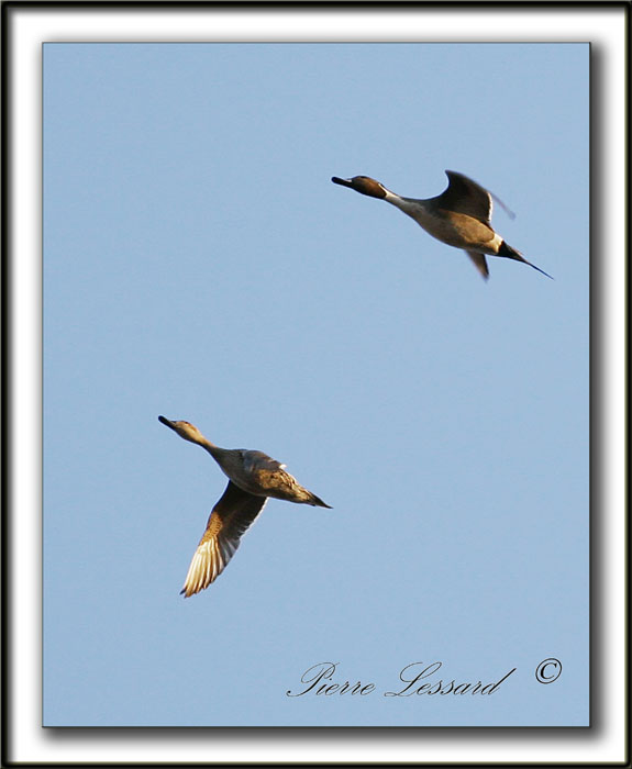 _MG_9872aa   -  CANARDS PILET  /   NORTHERN PINTAIL