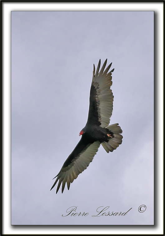 URUBU  TTE ROUGE  /  TURKEY VULTURE   _MG_0900 bb