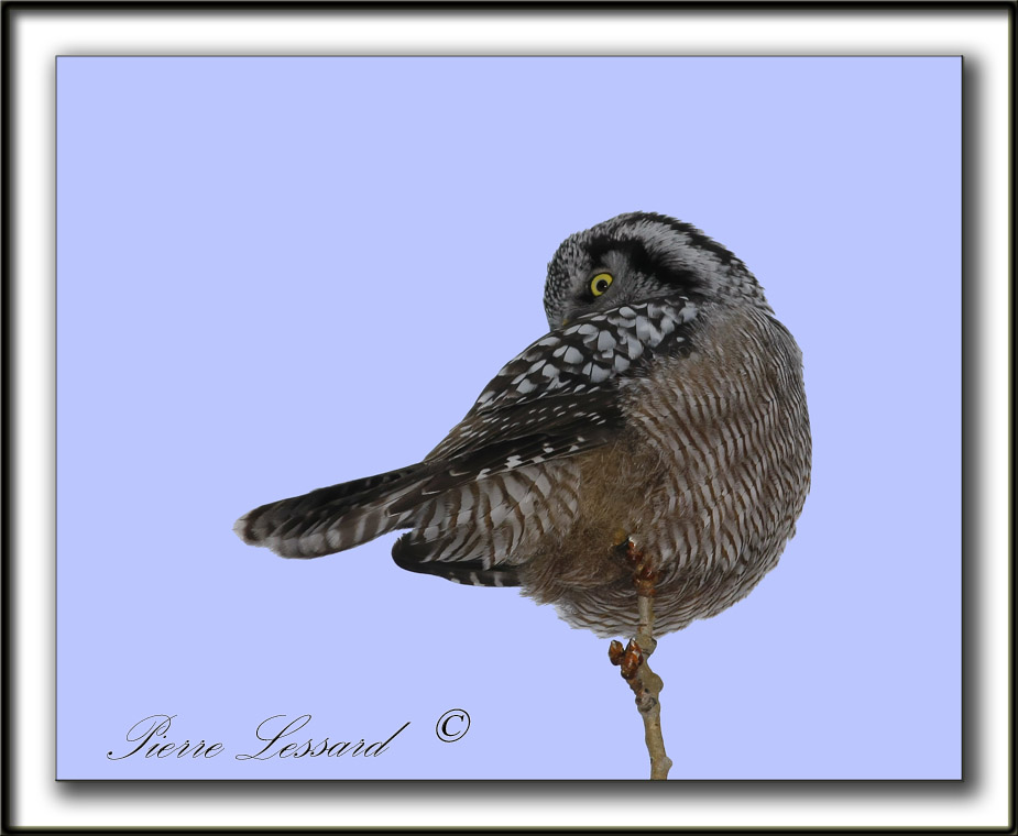 CHOUETTE PERVIRE /  NORTHERN HAWK OWL    _MG_2051a