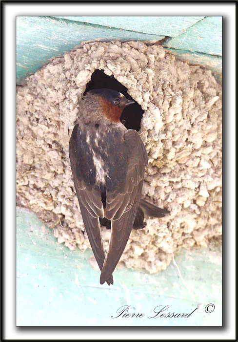 HIRONDELLE  FRONT BLANC  /  CLIFF SWALLOW    _MG_4578b