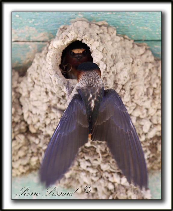 HIRONDELLE  FRONT BLANC  /  CLIFF SWALLOW    _MG_4673a