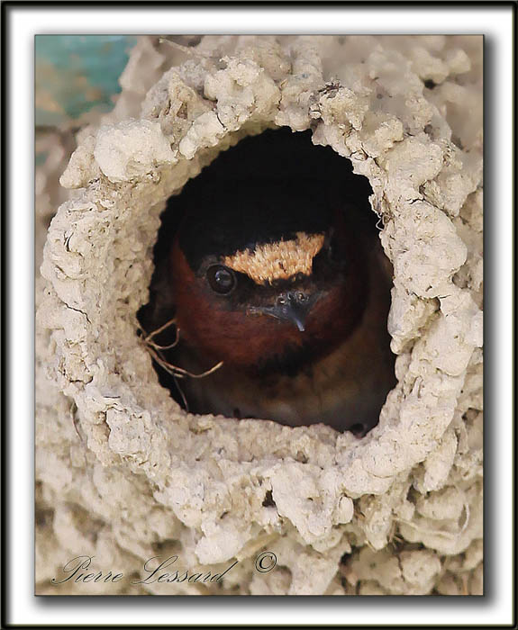 HIRONDELLE  FRONT BLANC  /  CLIFF SWALLOW    _MG_4682a