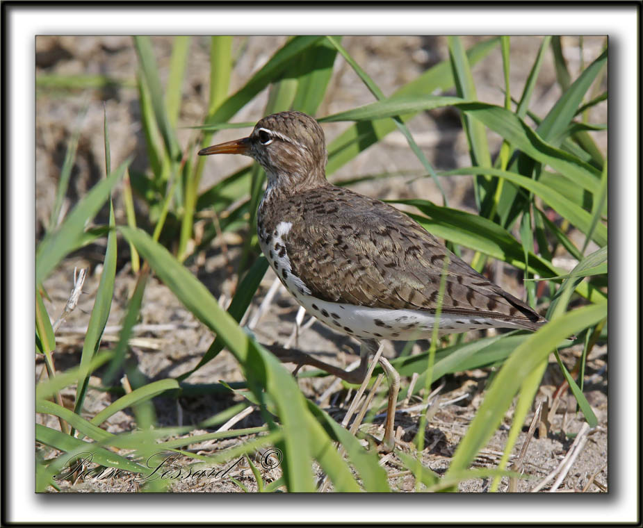 CHEVALIER GRIVEL   /   SPOTTED SANDPIPER     _MG_4143a