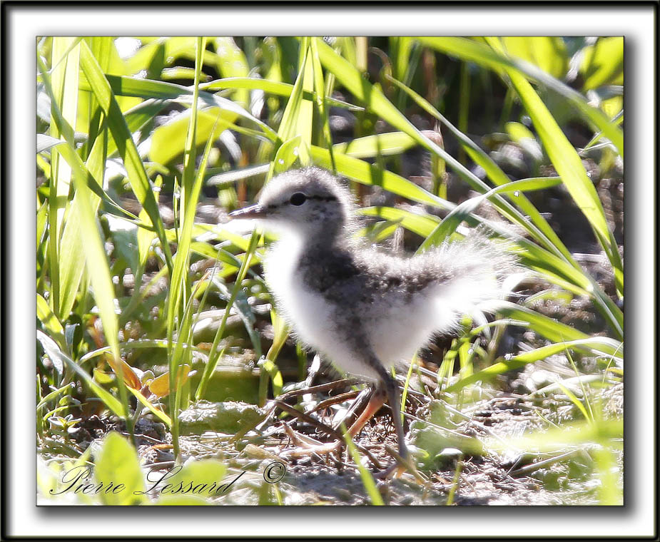 CHEVALIER GRIVEL , bb trs jeune   /   SPOTTED SANDPIPER, baby  very young   _MG_4111aa