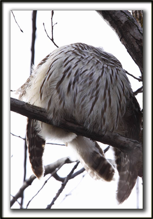 CHOUETTE RAYE   /   BARRED OWL    _MG_6524 aa