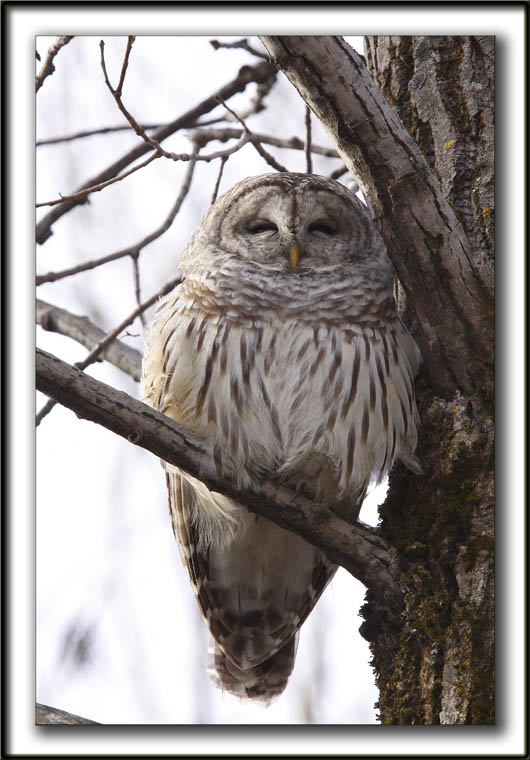 CHOUETTE RAYE   /   BARRED OWL    _MG_6564 aa