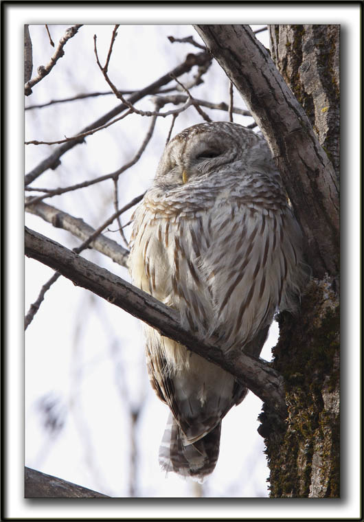 CHOUETTE RAYE   /   BARRED OWL    _MG_6584 aa