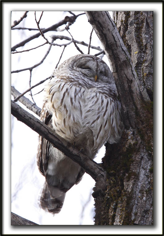 CHOUETTE RAYE   /   BARRED OWL    _MG_6591aa