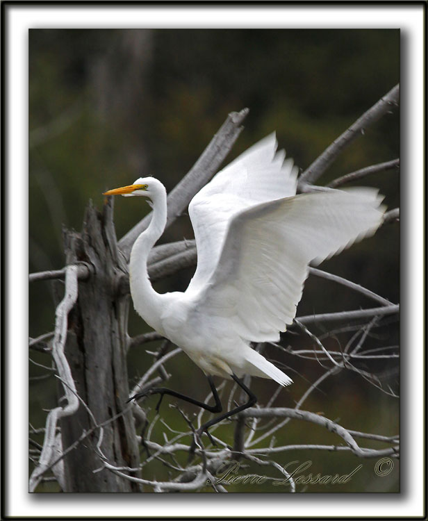 GRANDE AIGRETTE  /  GREAT EGRET    _MG_1866 a