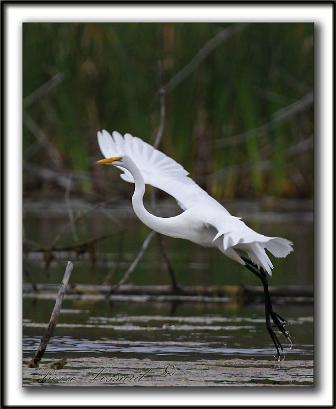 GRANDE AIGRETTE  /  GREAT EGRET    _MG_2106 a