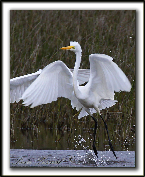 GRANDE AIGRETTE  /  GREAT EGRET    _MG_2599 aa