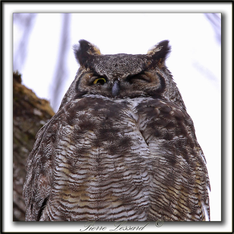  GRAND-DUC DAMRIQUE   /   GREAT HORNED OWL     _MG_8282 a