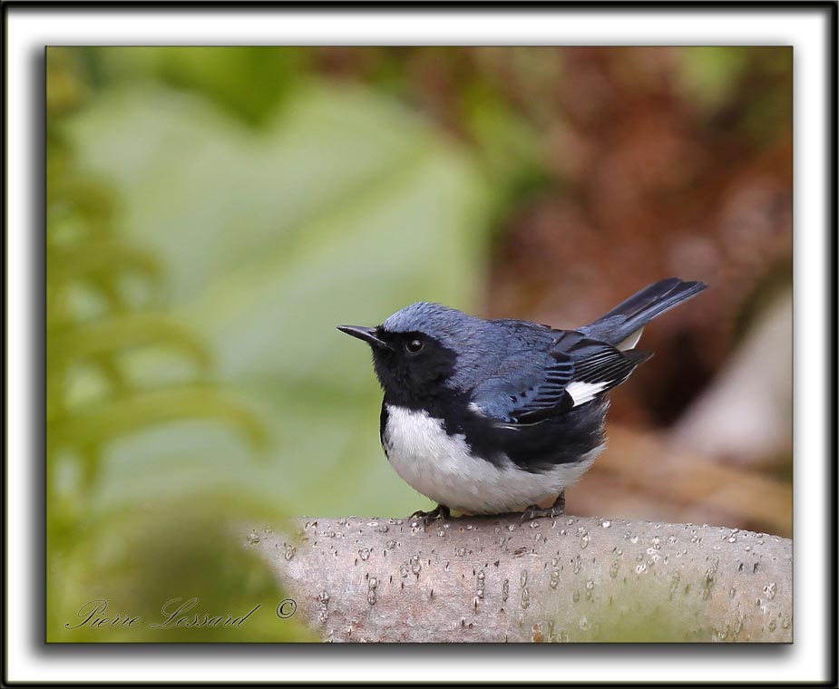 PARULINE BLEUE  /  BLACK-THROATED BLUE WARBLER    _MG_6180 a