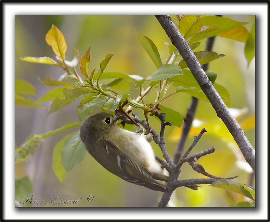 ROITELET  COURONNE RUBIS   /   RUBY-CROWNED  KINGLET    _MG_6172 a