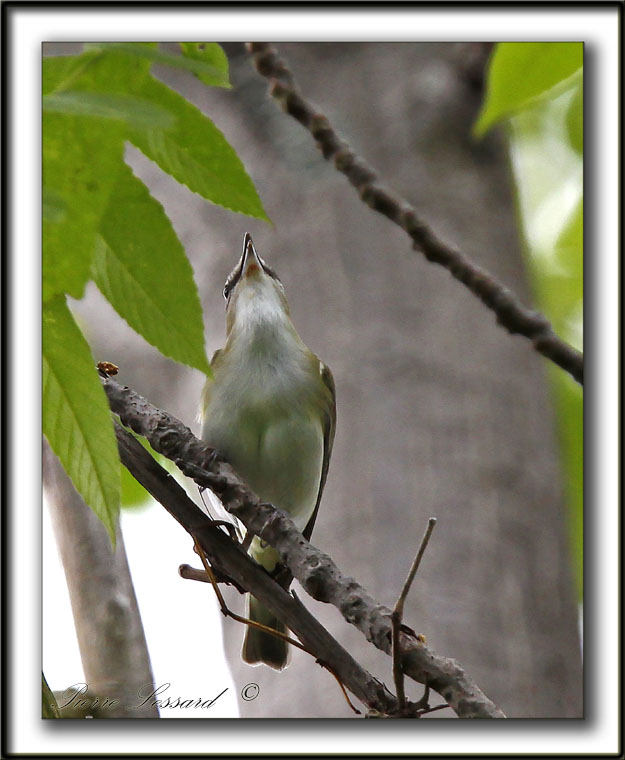 VIRO AUX YEUX ROUGES /  RED-EYES VIREO    _MG_9803 a