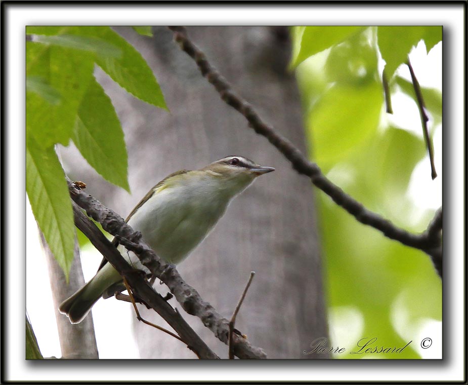  VIRO AUX YEUX ROUGES /  RED-EYES VIREO    _MG_9807 a