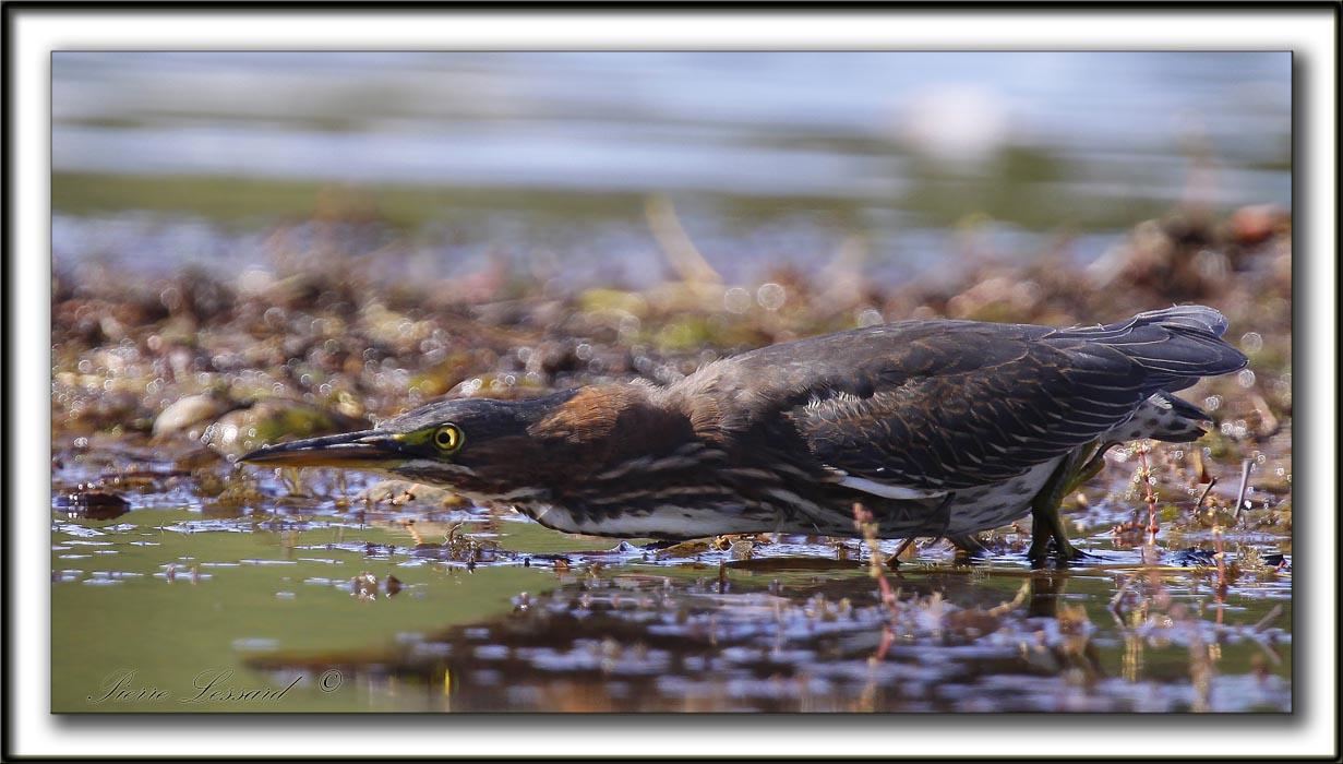 HERON VERT  /  GREEN HERON    _MG_5164 a