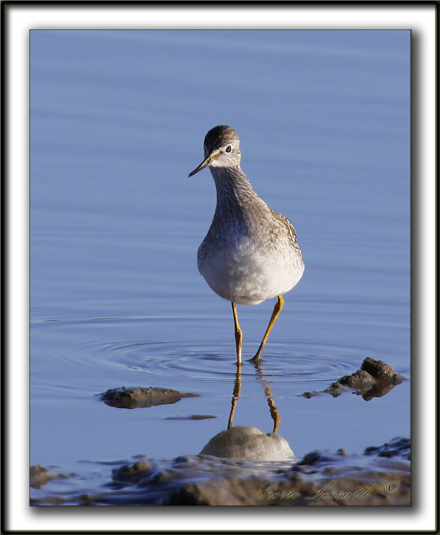 PETIT CHEVALIER   /   LESSER YELLOWLEGS     _MG_4748 a