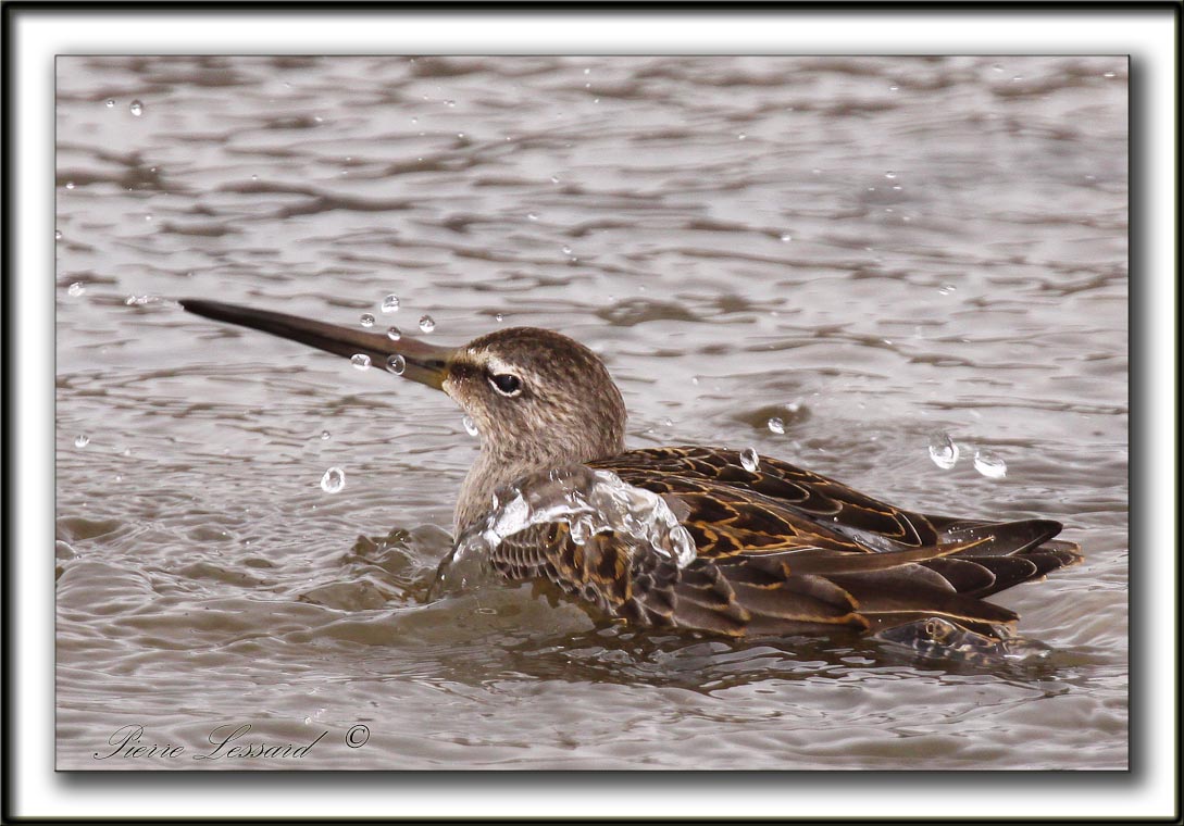 BCASSIN  LONG BEC   /  LONG-BILLED DOWITCHER    _MG_3761 a