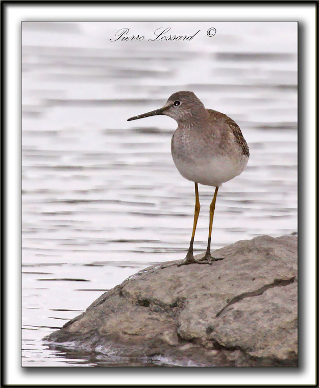PETIT CHEVALIER   /   LESSER YELLOWLEGS     _MG_3804 b