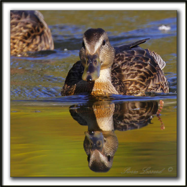 CANARD COLVERT,  femelle   /  MALLARD,  female    _MG_5403 a