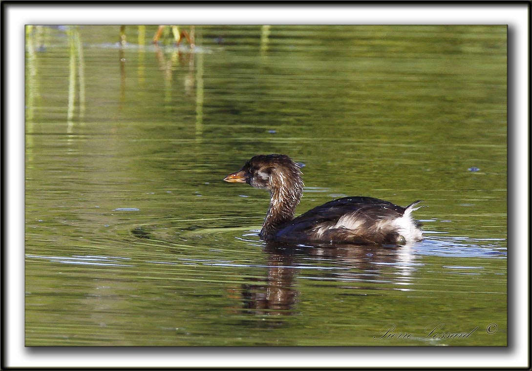 GRBE  BEC BIGARR  /   PIED-BILLED GREBE    _MG_9771 a