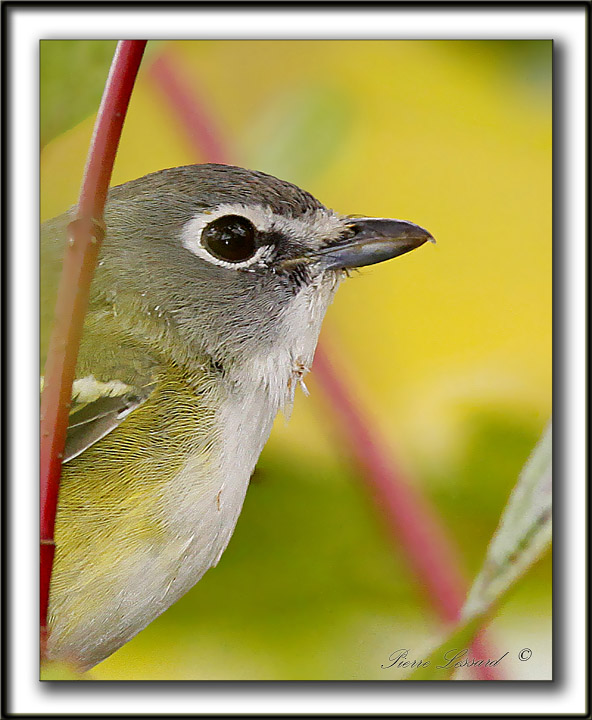 VIRO  TTE BLEUE    /    SOLITARY VIREO    _MG_6571 a