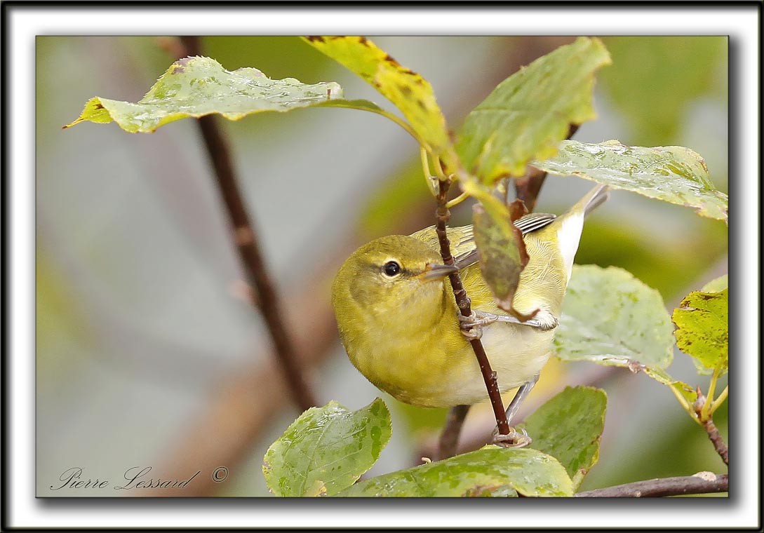 PARULINE DES PINS, jeune   /   PINE WARBLER, immature   _MG_6435 a