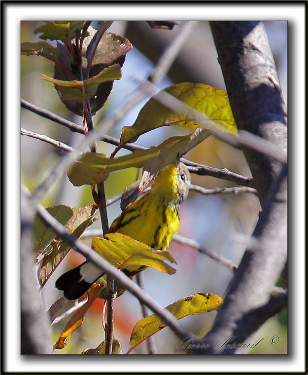 PARULINE  TTE CENDRE / MAGNOLIA WARBLER    _MG_7274 a